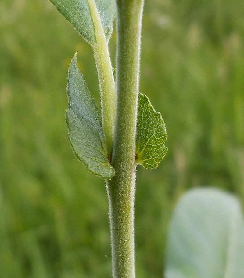 Изображение особи Salix gmelinii.