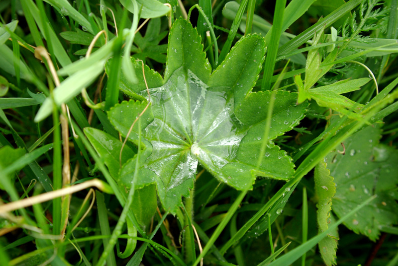 Изображение особи род Alchemilla.