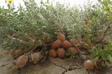 Astragalus sumneviczii. Плодоносящее растение в солянково-серополынной глинистой пустыне; видны еще Hultemia berberifolia. Казахстан, Восточно-Казахстанская обл., Аягозский р-н, 38 км СЗ пос. Актогай; Северное Прибалхашье, плоская терраса долины р. Баканас, юго-западнее сопки Аяккараул. 31.05.2013.