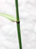 Elymus drobovii