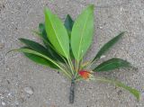 Bruguiera gymnorhiza. Побег цветущего дерева. Таиланд, национальный парк Си Пханг-нга. 20.06.2013.