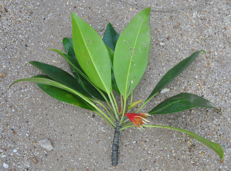 Image of Bruguiera gymnorhiza specimen.