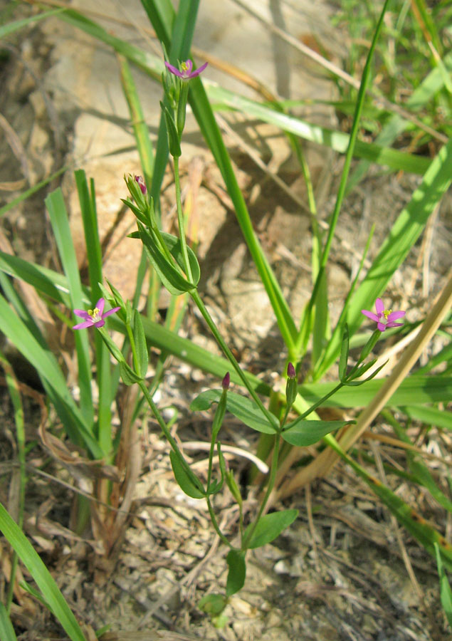 Изображение особи Centaurium pulchellum.