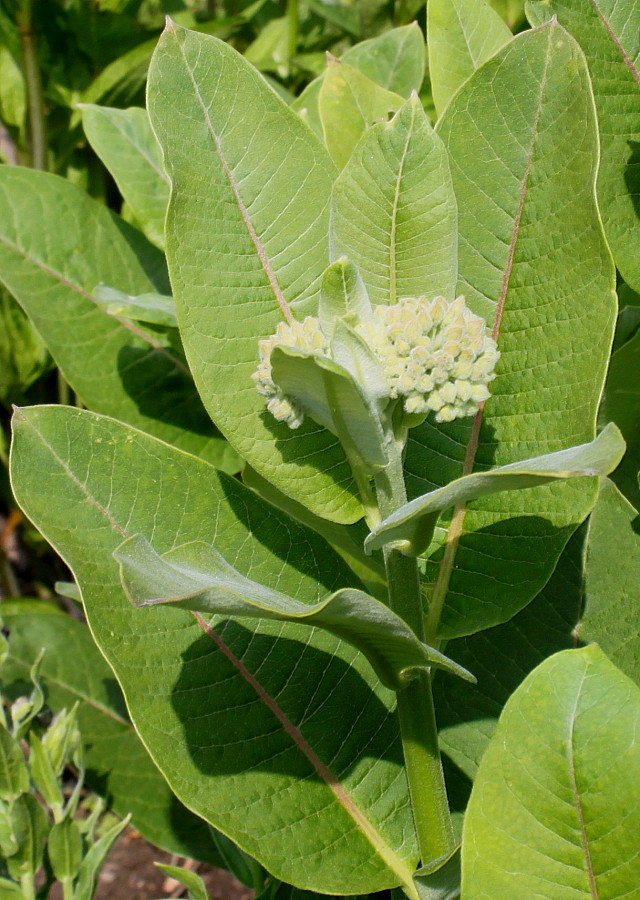 Image of Asclepias syriaca specimen.