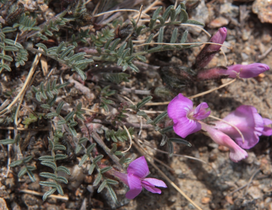 Изображение особи Astragalus angarensis ssp. ozjorensis.