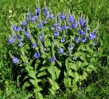 View full-size image Veronica teucrium