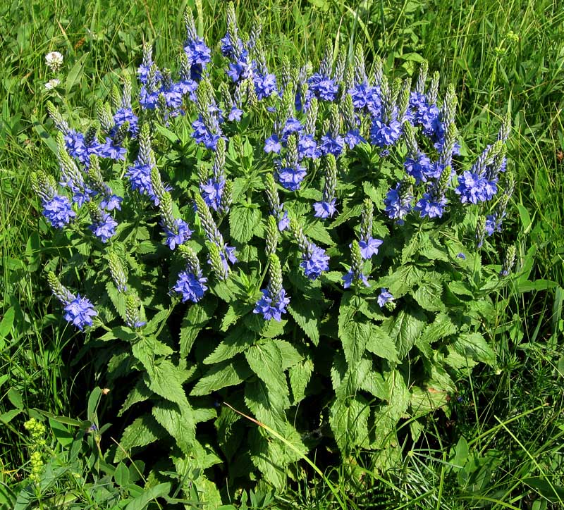 Image of Veronica teucrium specimen.