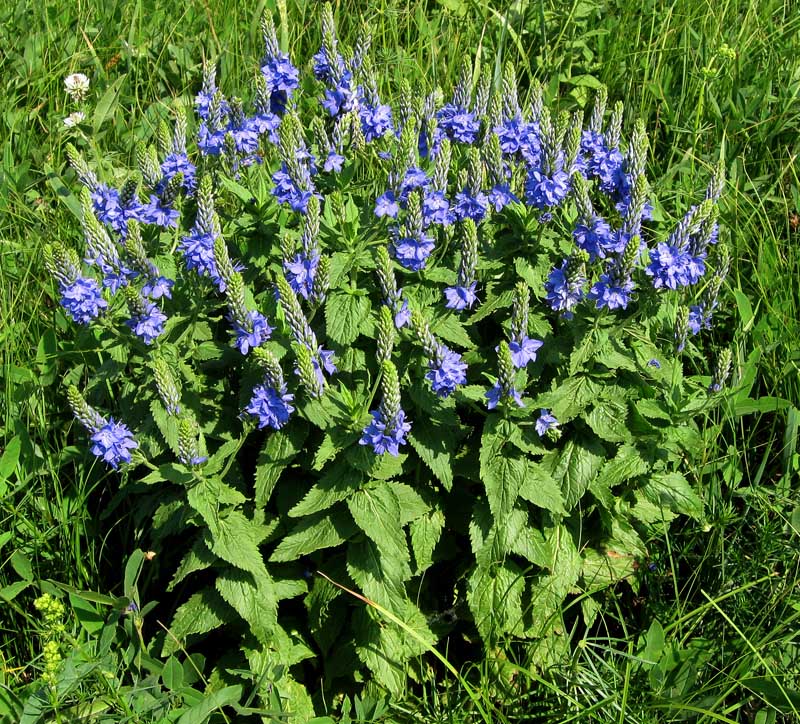 Изображение особи Veronica teucrium.