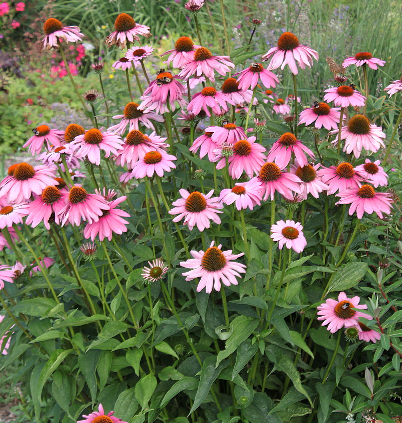 Изображение особи Echinacea purpurea.