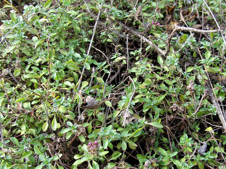 Изображение особи Thymus talijevii.