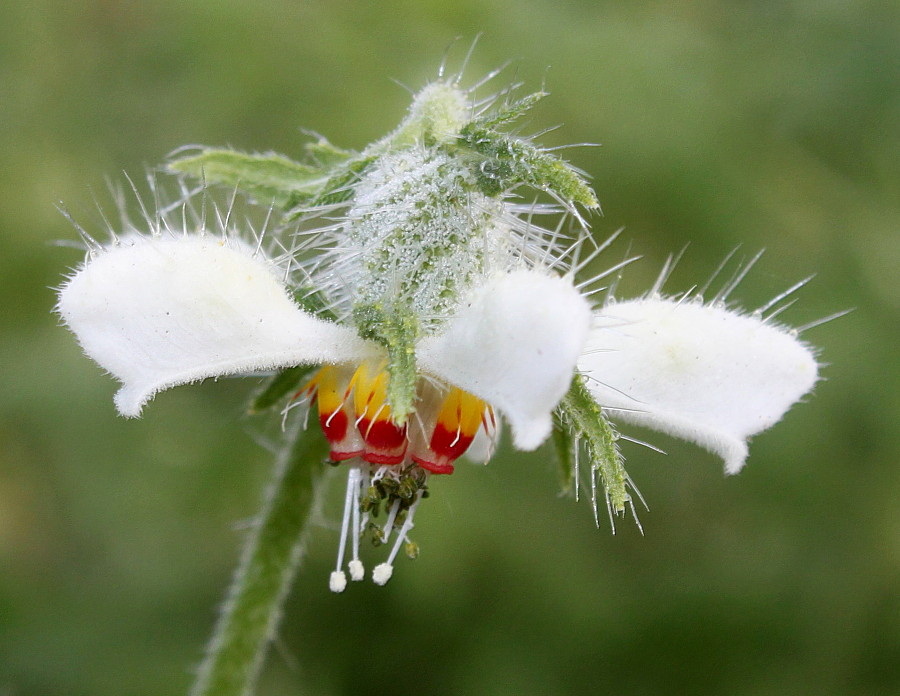 Image of Blumenbachia insignis specimen.