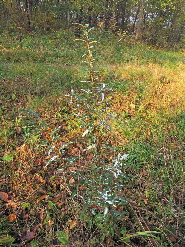 Image of Salix siuzewii specimen.