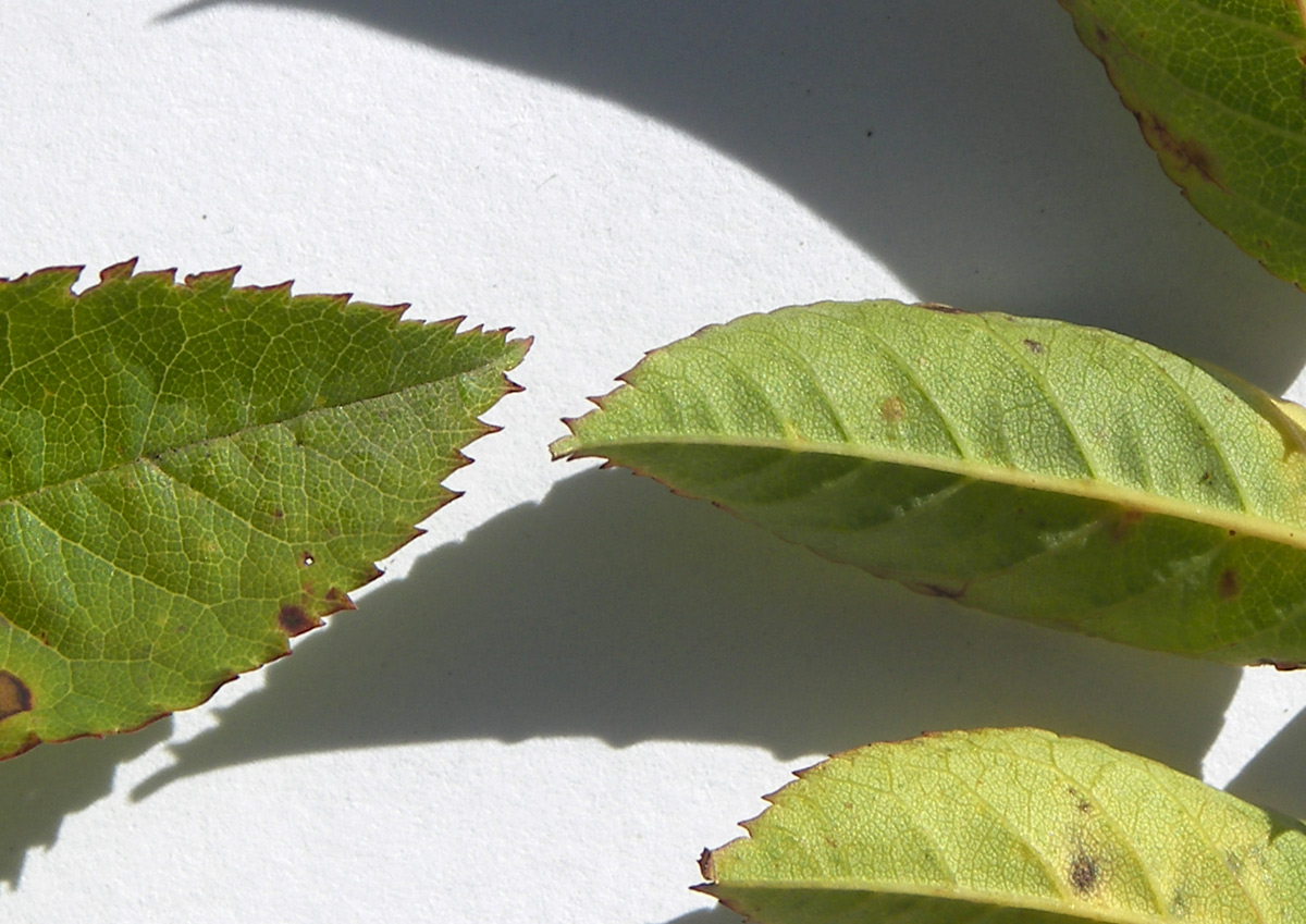 Image of Rosa canina var. hispida specimen.