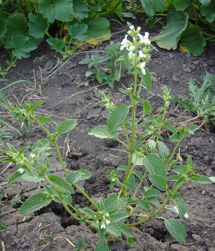 Изображение особи Stachys annua.