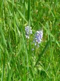 Veronica jacquinii