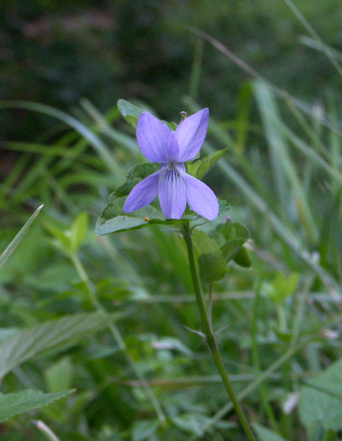 Изображение особи Viola riviniana.