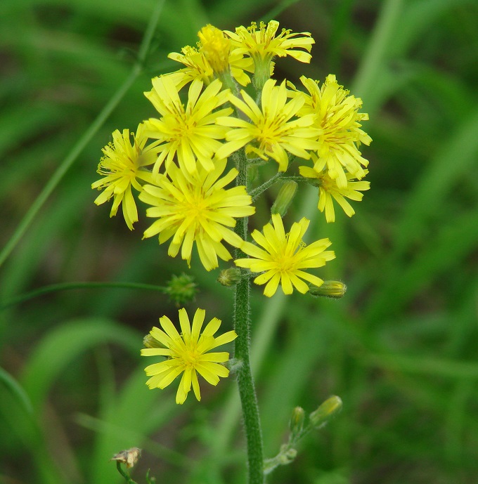 Image of Crepis praemorsa specimen.