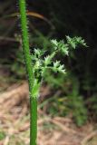 Laserpitium hispidum. Часть стебля с листом. Крым, сосновый лес над Ялтой. 26 июля 2012 г.