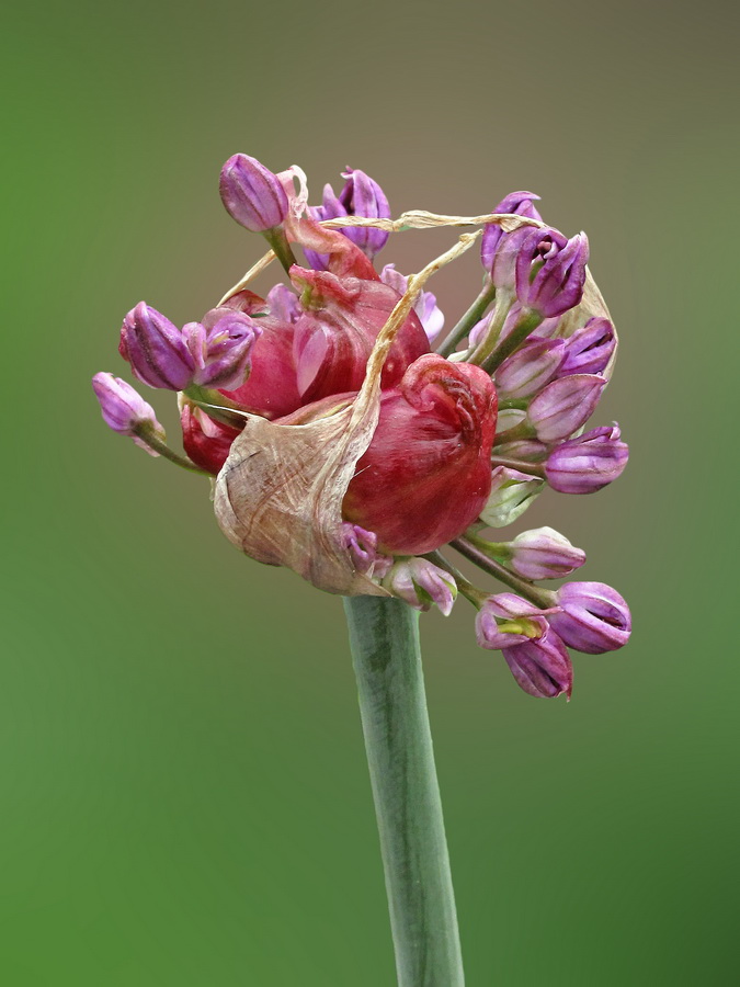 Image of genus Allium specimen.
