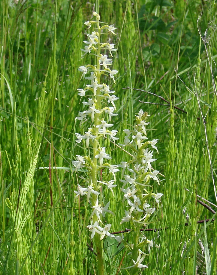 Изображение особи Platanthera bifolia.