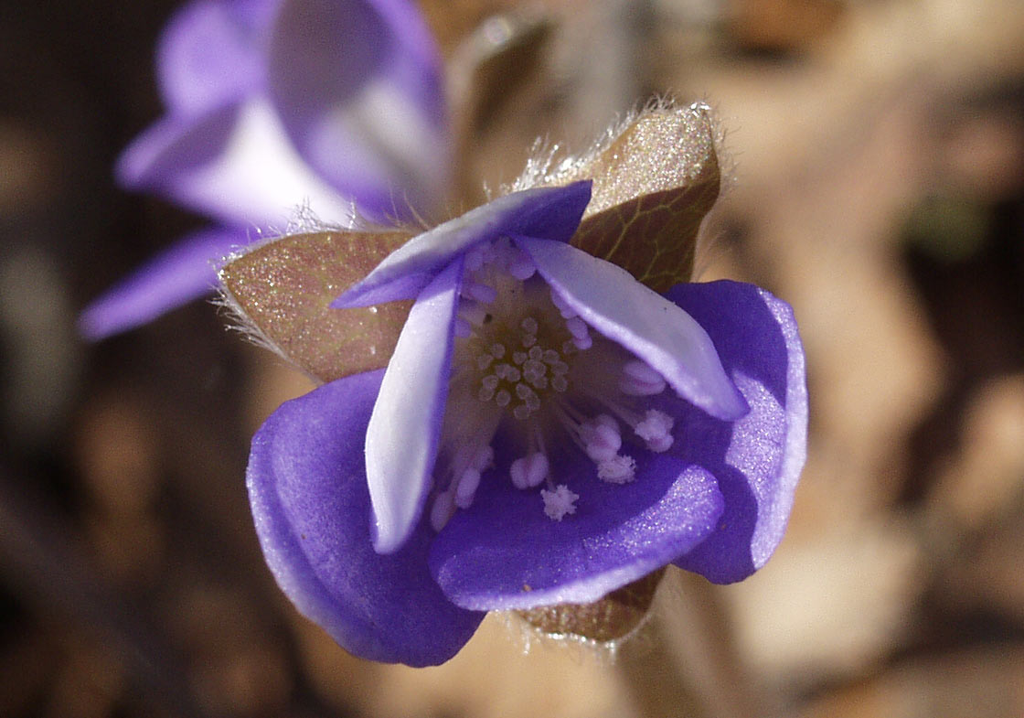 Image of Hepatica nobilis specimen.