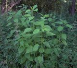 Helianthus tuberosus