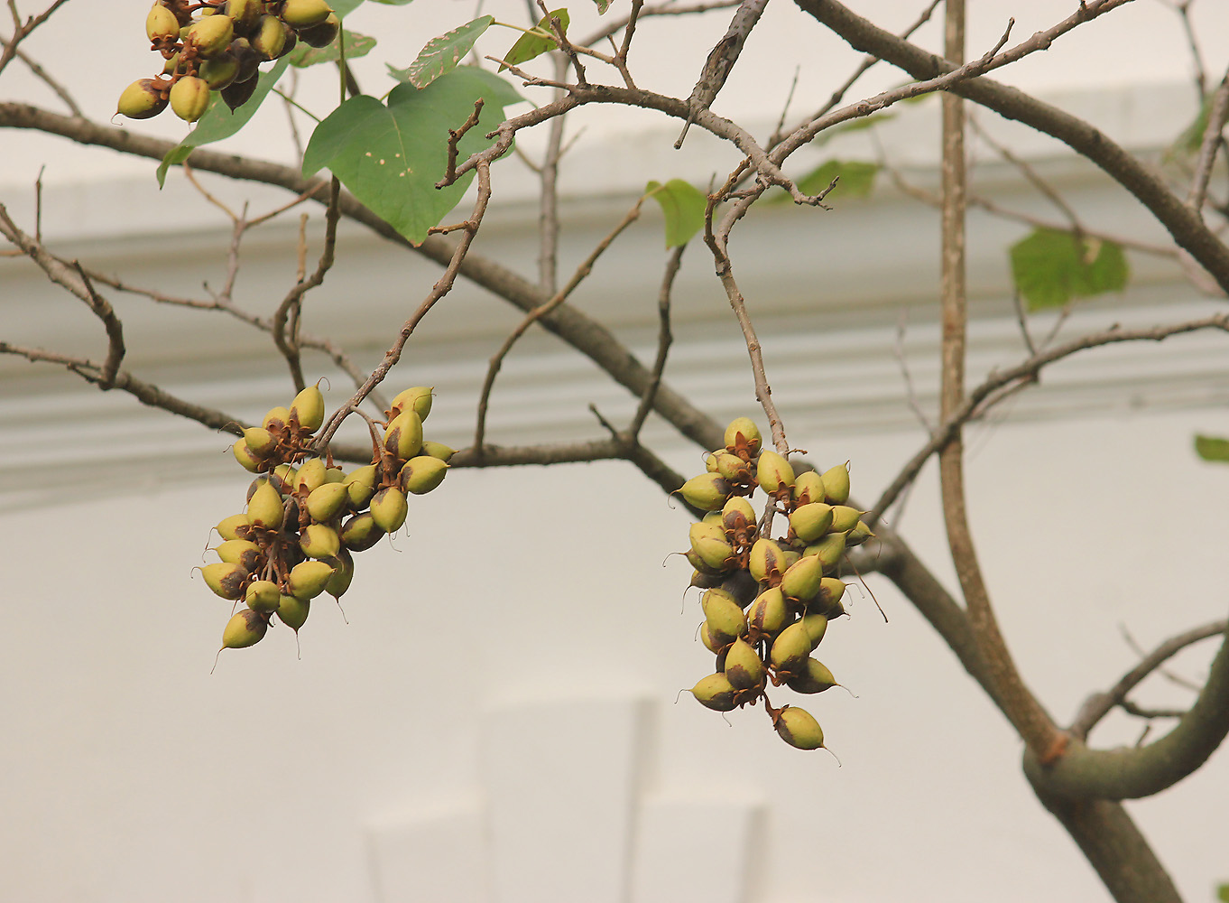 Image of Paulownia tomentosa specimen.