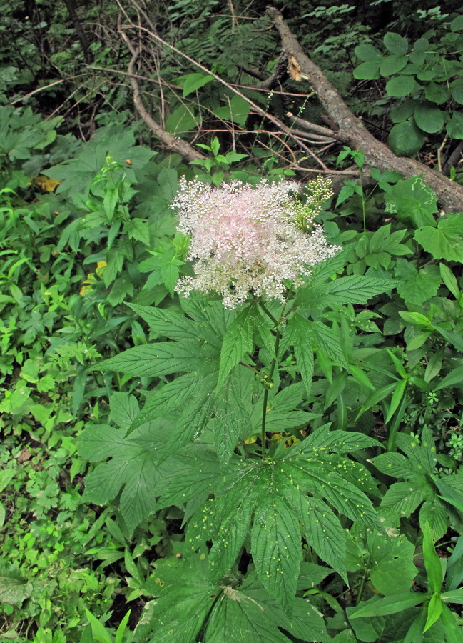 Изображение особи Filipendula palmata.