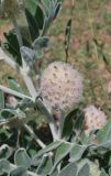 Astragalus eximius