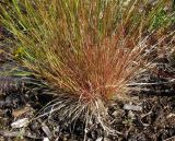 род Agrostis