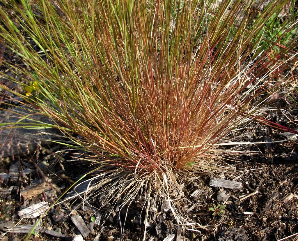 Image of genus Agrostis specimen.