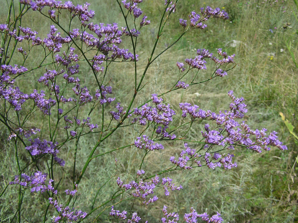 Изображение особи Limonium gmelinii.