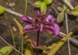 Pedicularis resupinata