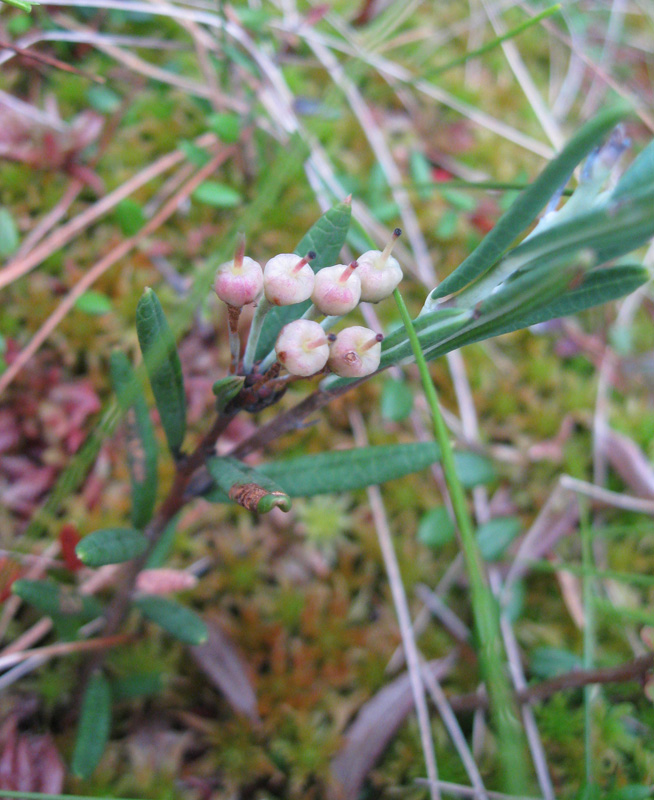 Изображение особи Andromeda polifolia.