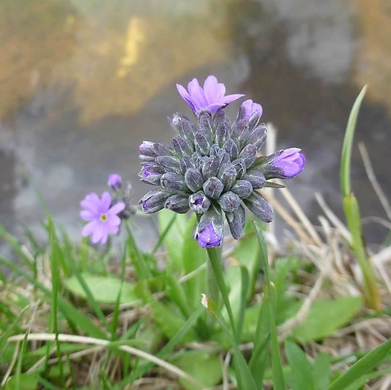 Image of Primula algida specimen.