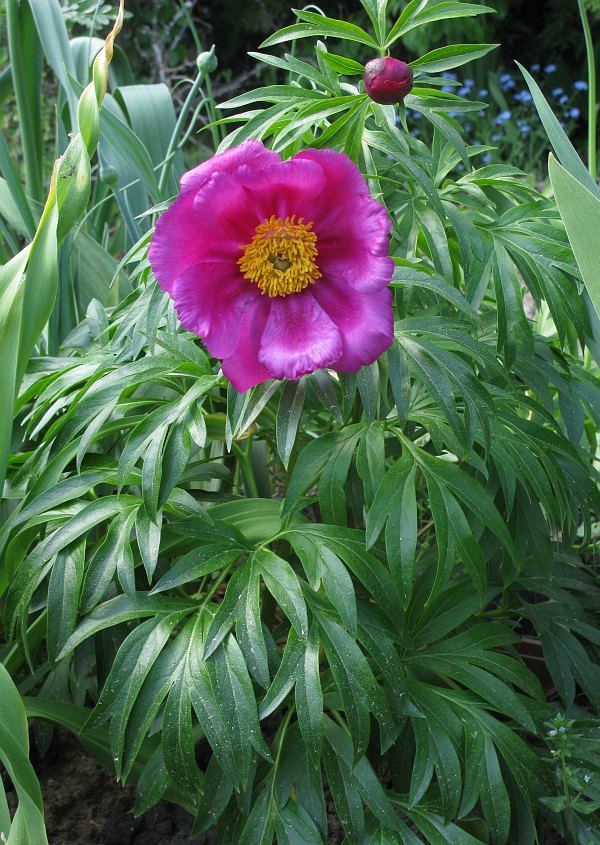 Image of Paeonia intermedia specimen.