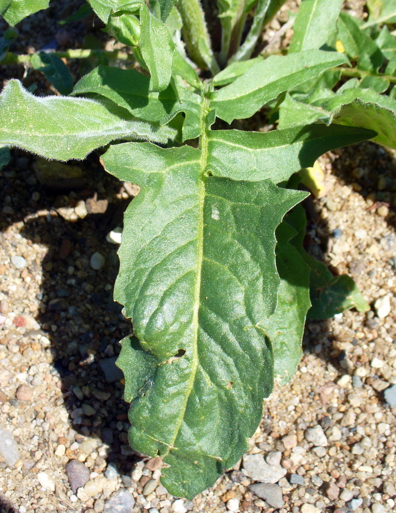 Image of Bunias orientalis specimen.