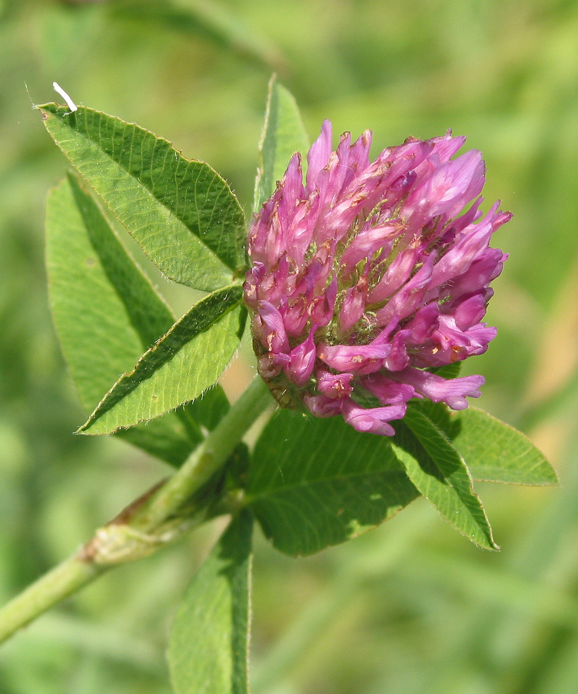 Image of Trifolium pratense specimen.