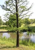 Taxodium distichum