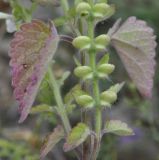 Scutellaria albida. Часть побега с соплодием. Греция, Халкидики, Холомондас (Χολομώντας). 12.06.2014.