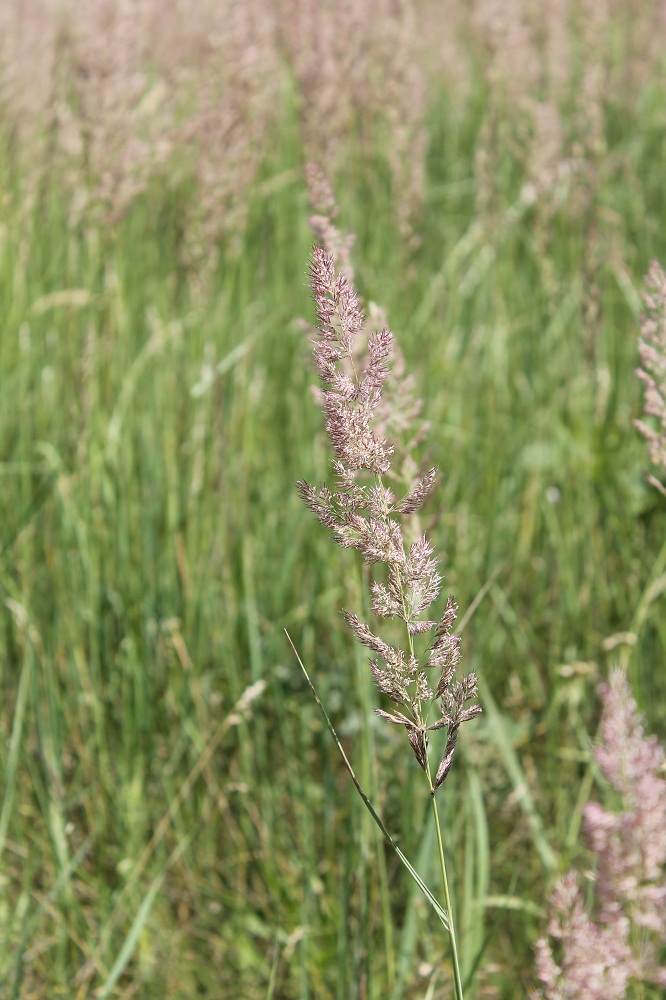 Изображение особи Calamagrostis epigeios.