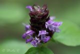 Prunella vulgaris. Соцветие. Молдова, Каларашский р-н, лес возле с. Бравичи. 25.06.2014.