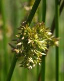 Juncus inflexus