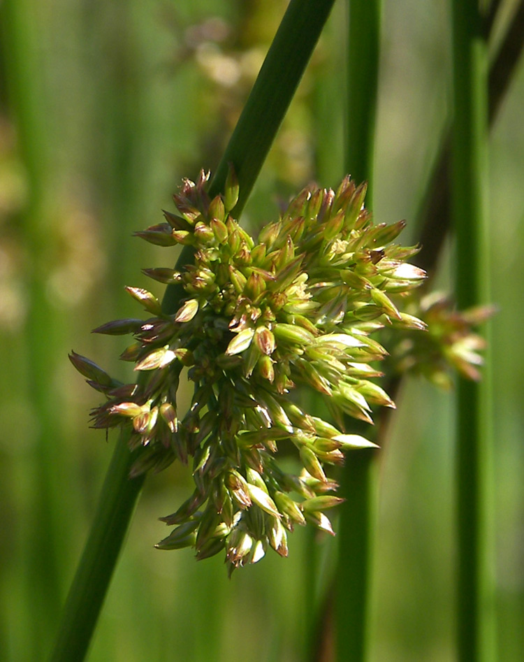 Изображение особи Juncus inflexus.