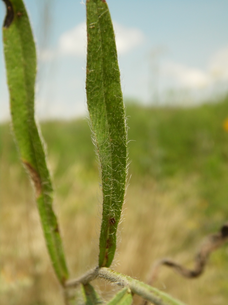 Изображение особи Pilosella echioides.