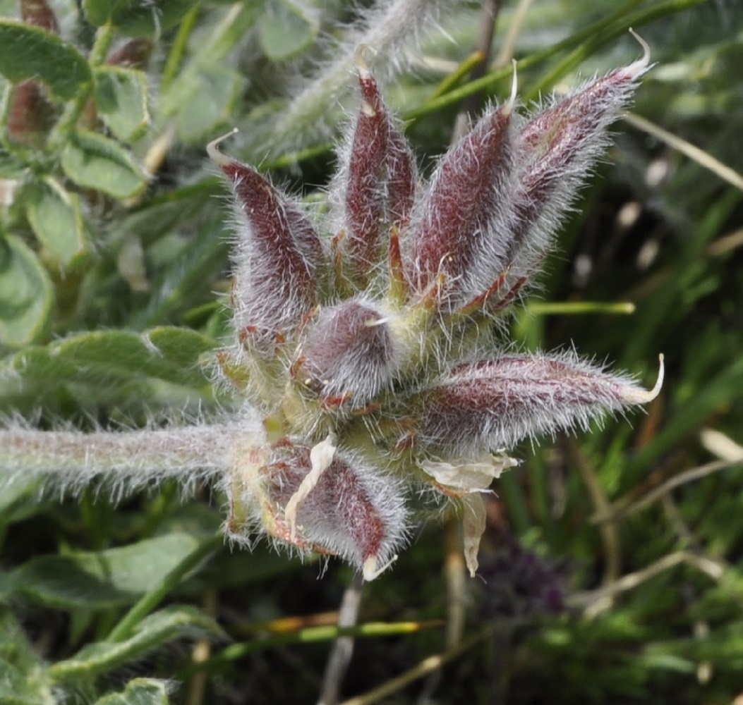 Image of Oxytropis purpurea specimen.