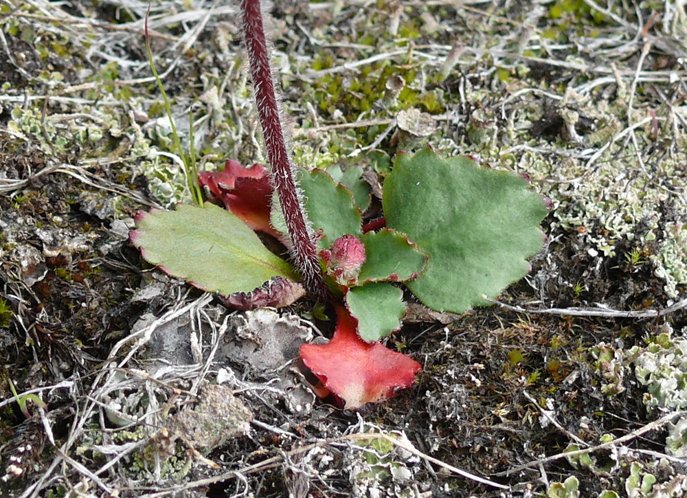 Image of Micranthes nivalis specimen.