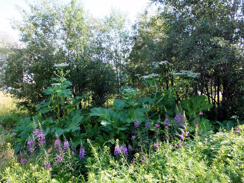 Изображение особи Heracleum sosnowskyi.