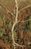 Suaeda acuminata. Нижняя часть выкопанного растения. Крым, окр. Феодосии, Баракольская долина, берег солёного озера. 13 августа 2014 г.