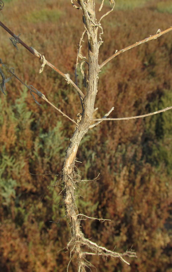 Image of Suaeda acuminata specimen.